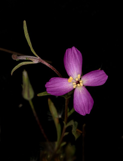 Clarkia gracilis 18-9334.jpg